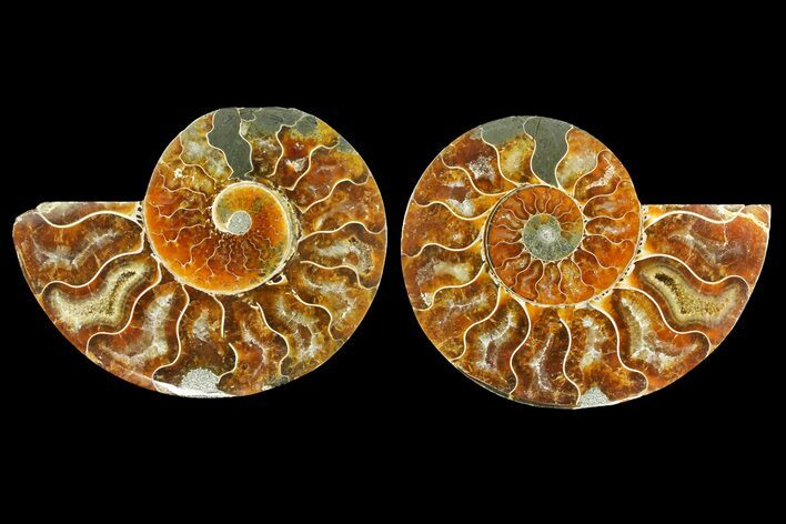 Agatized Ammonite Fossil - Madagascar #139743
